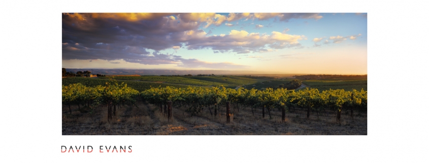 Panoramic prints of McLaren Vale South Australia by David Evans are on display in the Angoves Cellar Door. Prints for the home.