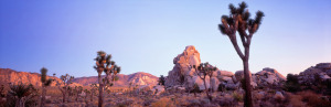 The soft afterglow of a desert twilight casts a warm, gentle veil over the Joshua Tree landscape. Images of America.