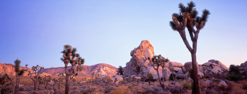 The soft afterglow of a desert twilight casts a warm, gentle veil over the Joshua Tree landscape. Images of America.