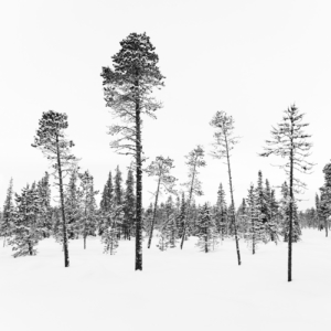 Tree Family, Swedish Lapland